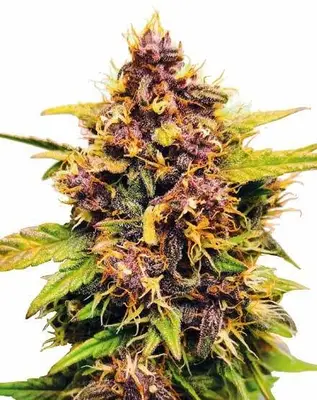 Auto Purple Lemonade cannabis seeds
