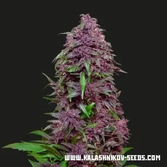 Auto Purple Mazar cannabis seeds by Kalashnikov Seeds
