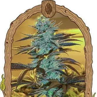 Auto Purple Monkey cannabis seeds by Exotic Seed