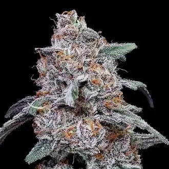 Auto Purple People Eater cannabis seeds by DNA Genetics