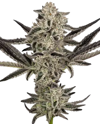 Auto Purple Pickle cannabis seeds