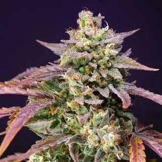 Auto Purple Punch OG XL cannabis seeds