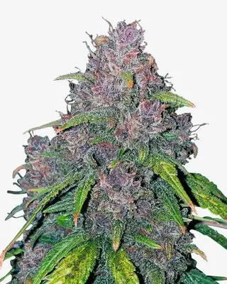 Auto Purple Punch cannabis seeds
