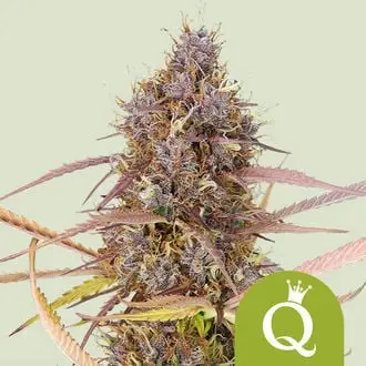 Auto Purple Queen cannabis seeds