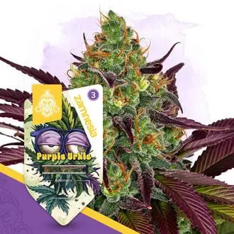Auto Purple Urkle cannabis seeds by Zamnesia Seeds