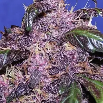 Auto Purple cannabis seeds by Pyramid Seeds