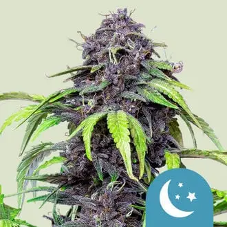 Auto Purplematic CBD cannabis seeds