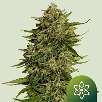 Auto Quantum Terp F1 cannabis seeds by Royal Queen Seeds