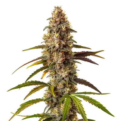 Auto Quarter Pounder cannabis seeds