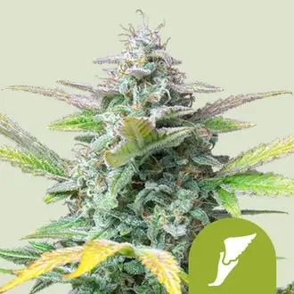 Auto Quick One cannabis seeds by Royal Queen Seeds