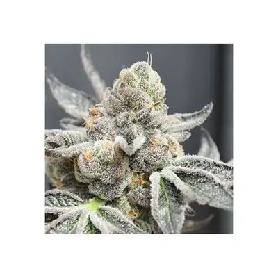 Auto Radical Juice cannabis seeds