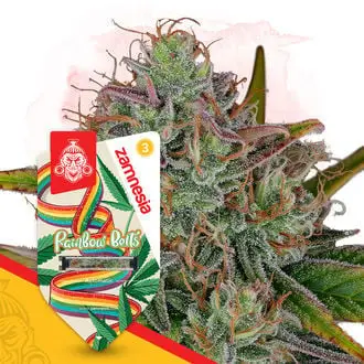 Auto Rainbow Belts cannabis seeds