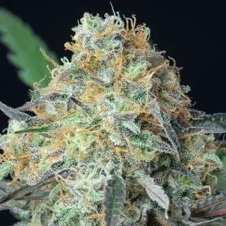 Auto Rainbow Donut cannabis seeds by Anesia Seeds