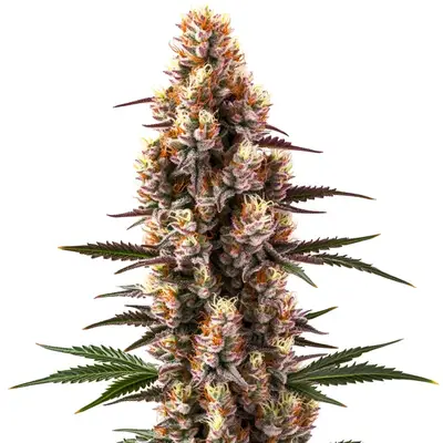 Auto Rainbow Kush cannabis seeds by Blimburn Seeds