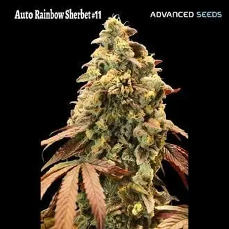 Auto Rainbow Sherbet 11 cannabis seeds