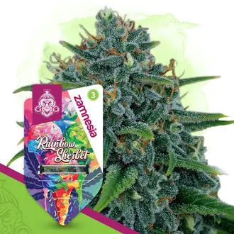Auto Rainbow Sherbet cannabis seeds by Zamnesia Seeds