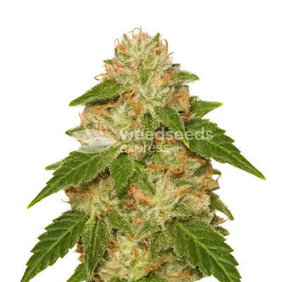 Auto Rainbow cannabis seeds