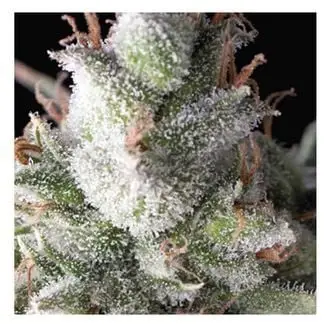 Auto Ramses cannabis seeds by Pyramid Seeds