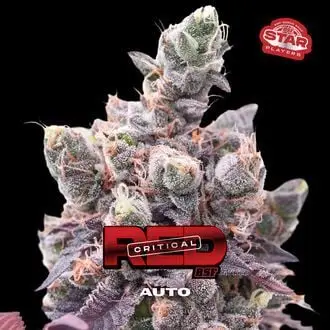 Auto Red Critical cannabis seeds by BSF Seeds