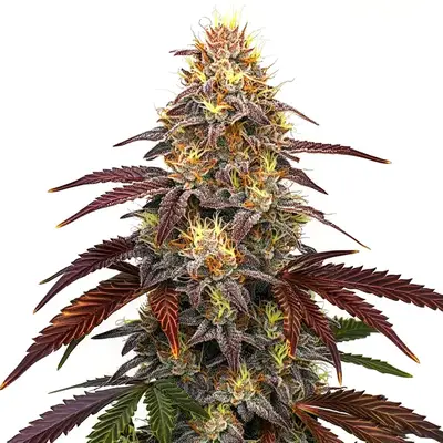 Auto Red Devil cannabis seeds by Blimburn Seeds