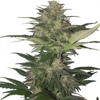 Auto Red Dwarf cannabis seeds by Buddha Seeds