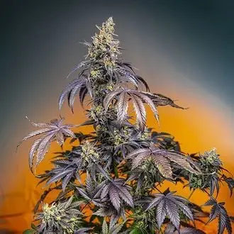 Auto Red Gorilla Girl XL cannabis seeds