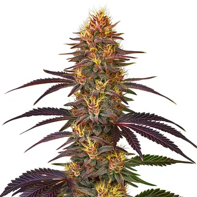 Auto Red Gorilla cannabis seeds by Blimburn Seeds