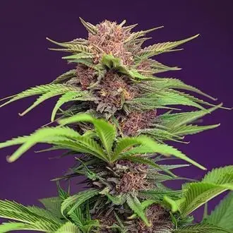 Auto Red Mimosa XL cannabis seeds