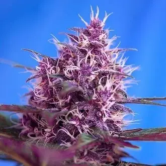 Auto Red Poison cannabis seeds