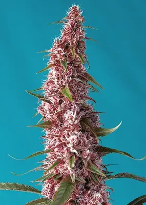 Auto Red Pure CBD cannabis seeds