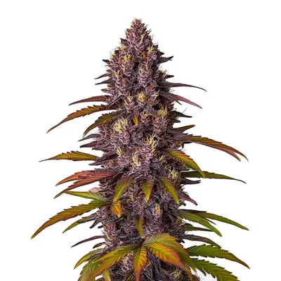 Auto Red Skunk Kush cannabis seeds by Blimburn Seeds