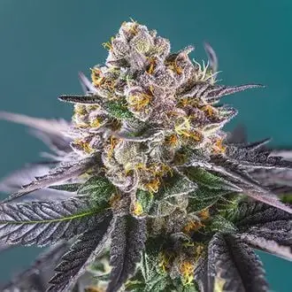 Auto Red Strawberry Banana cannabis seeds