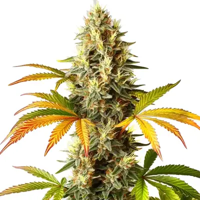 Auto Red Super Skunk cannabis seeds by Blimburn Seeds