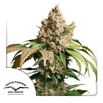 Auto Red Tropicana Cookies cannabis seeds by Dutch Passion