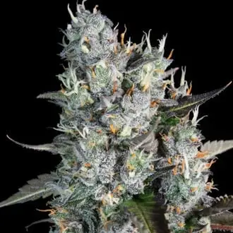 Auto Red Velvet cannabis seeds by Paradise Seeds