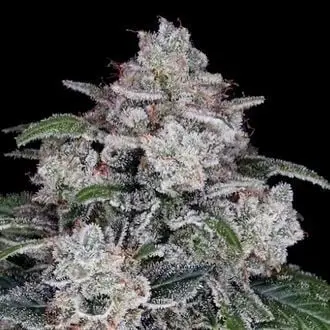 Auto Return of the MAC cannabis seeds