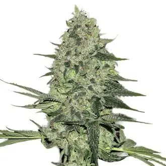 Auto Rhino Ryder cannabis seeds by Fastbuds
