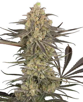 Auto Rhonda's Wrath cannabis seeds