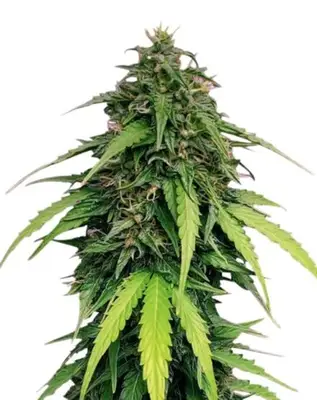 Auto Ringo's Gift cannabis seeds