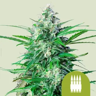 Auto Royal AK cannabis seeds