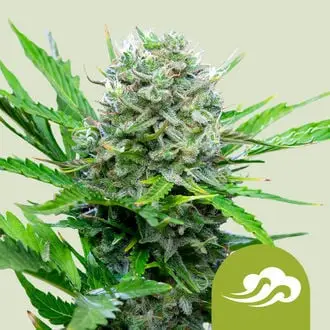 Auto Royal Bluematic cannabis seeds