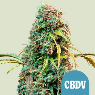 Auto Royal CBDV cannabis seeds