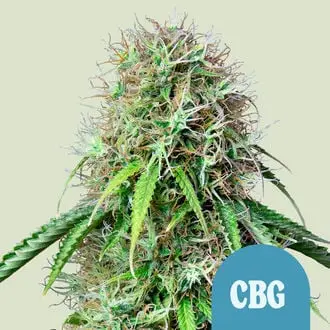 Auto Royal CBG cannabis seeds