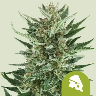 Auto Royal Cheese cannabis seeds by Royal Queen Seeds