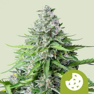 Auto Royal Cookies cannabis seeds