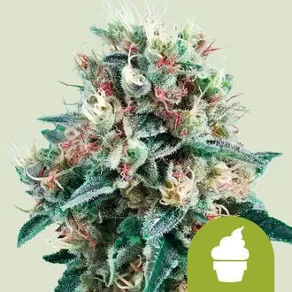 Auto Royal Creamatic cannabis seeds