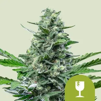 Auto Royal Critical cannabis seeds