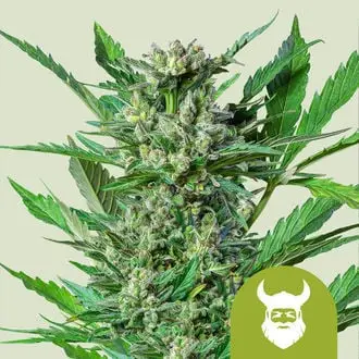 Auto Royal Dwarf cannabis seeds by Royal Queen Seeds