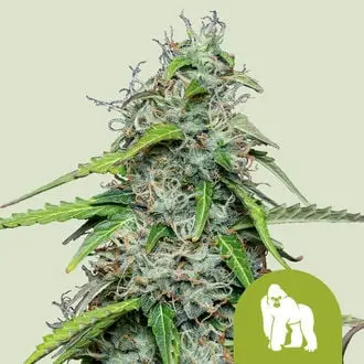 Auto Royal Gorilla cannabis seeds