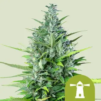 Auto Royal Haze cannabis seeds by Royal Queen Seeds